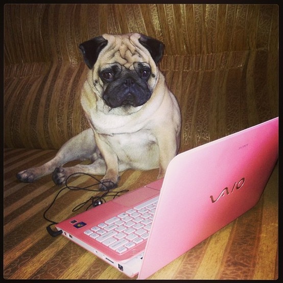 dog vaio.jpg dog vaio.jpg