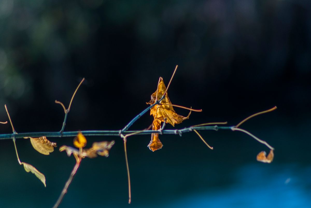 NATURA MORTA