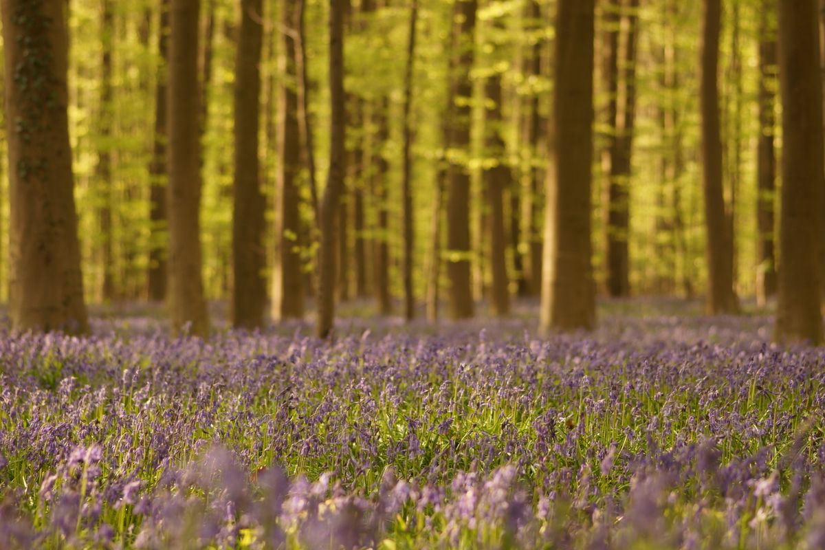 Boshyacinten (Hyacinthoides non-scripta) in het Hallerbos