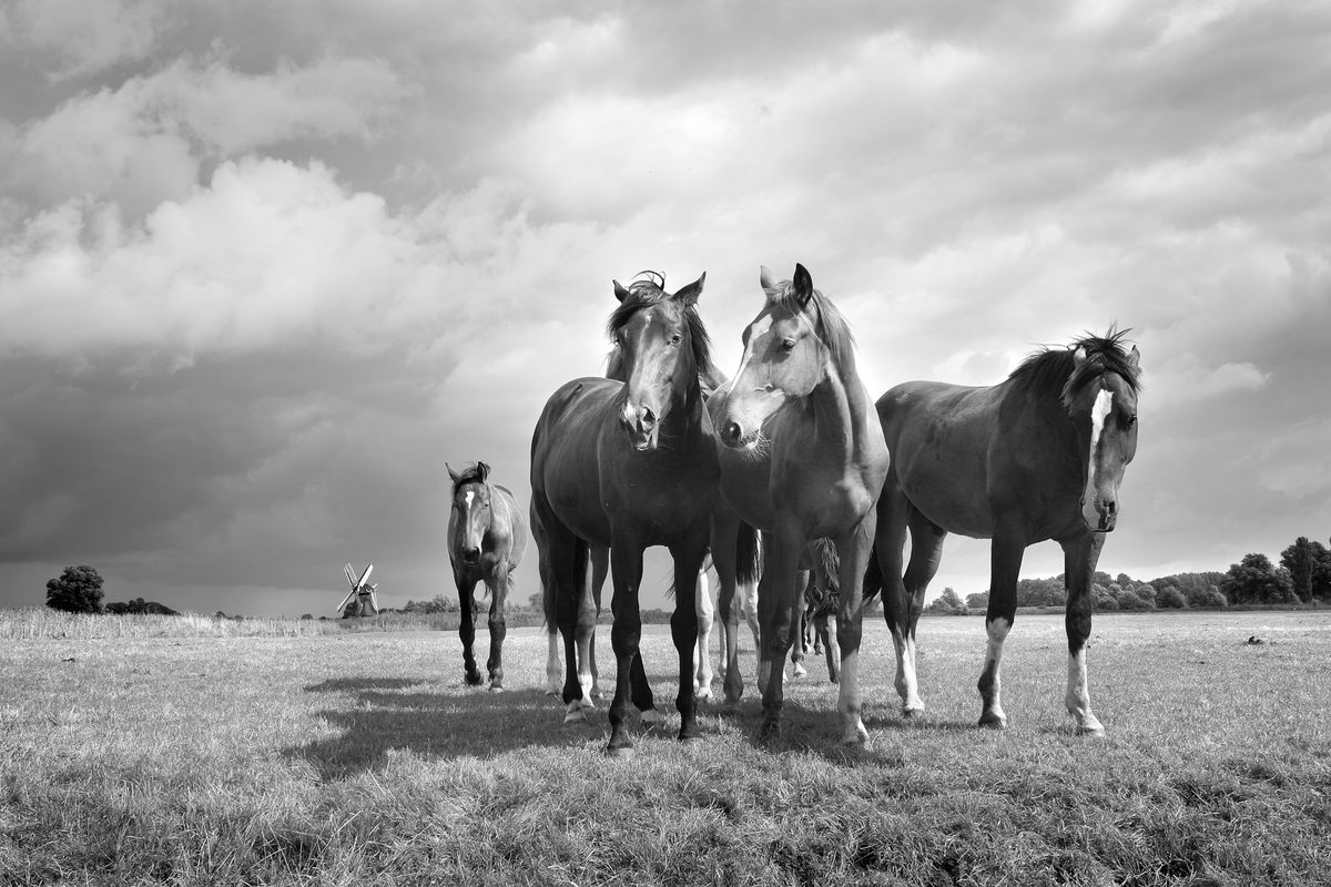 paarden in groningen