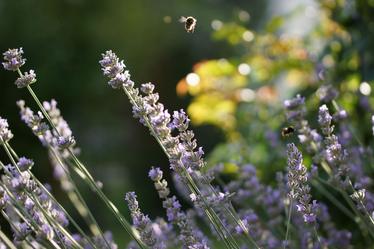 abends im garten