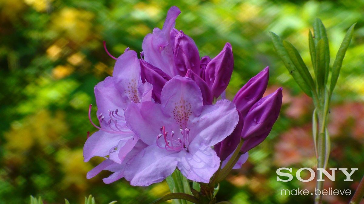 Rhododendron