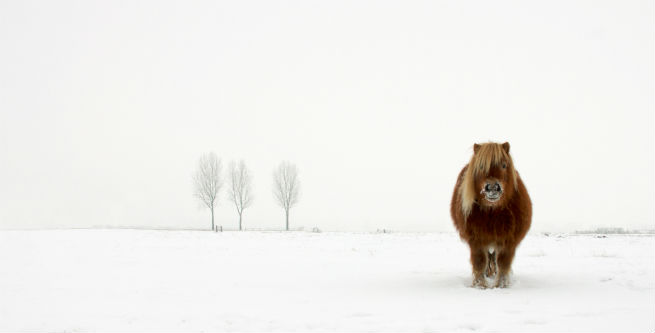 8 Gert Van Den Bosch_Netherlands_Winner_Open_Nature& Wildlife_2014.jpg