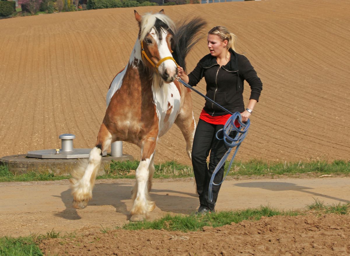 Cheval nerveux.