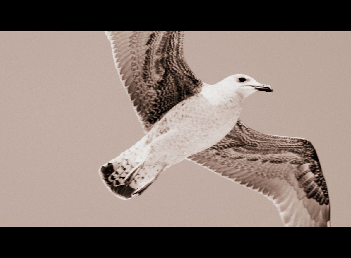 Frei wie ein Vogel