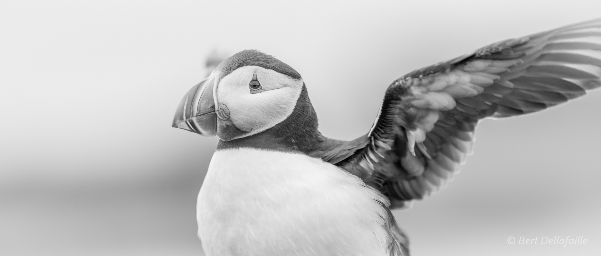 Puffin portrait 6