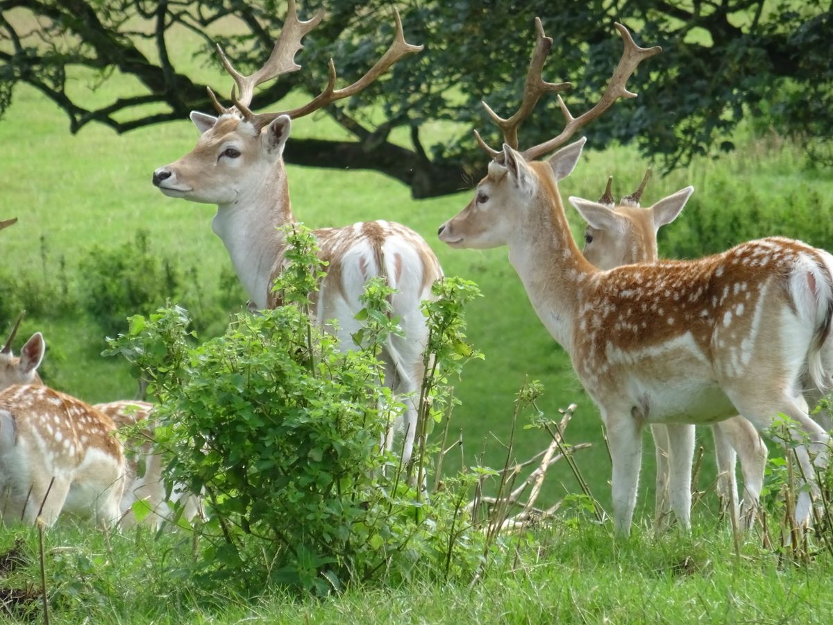 Fallow deer