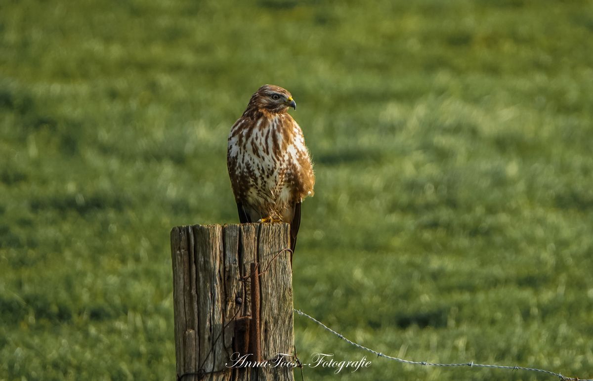 Buizerd