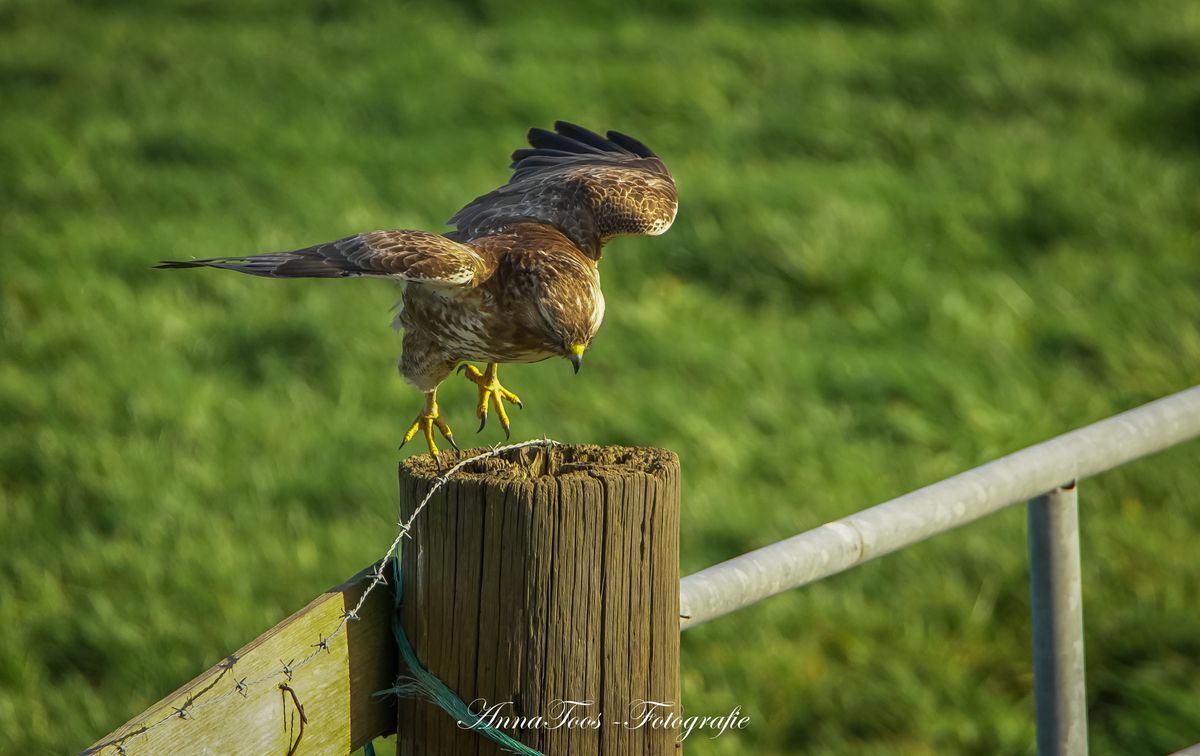 De landing van de buizerd