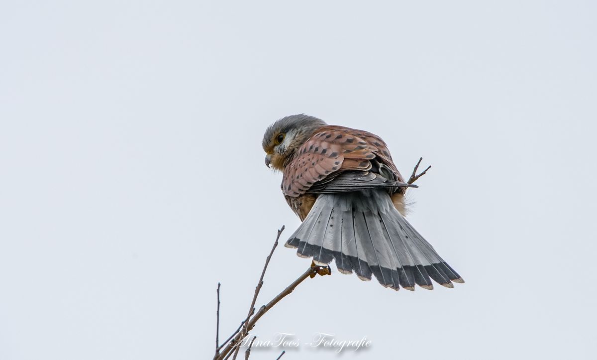 Wind- storm de Torenvalk