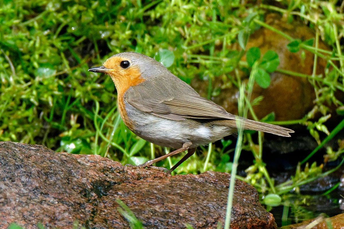 Das Rotkehlchen (Erithacus rubecula) / Diese Aufnahme entstand in APS-C / Super 35mm Modus, mit 900mm / Äquivalent zu 35 mm