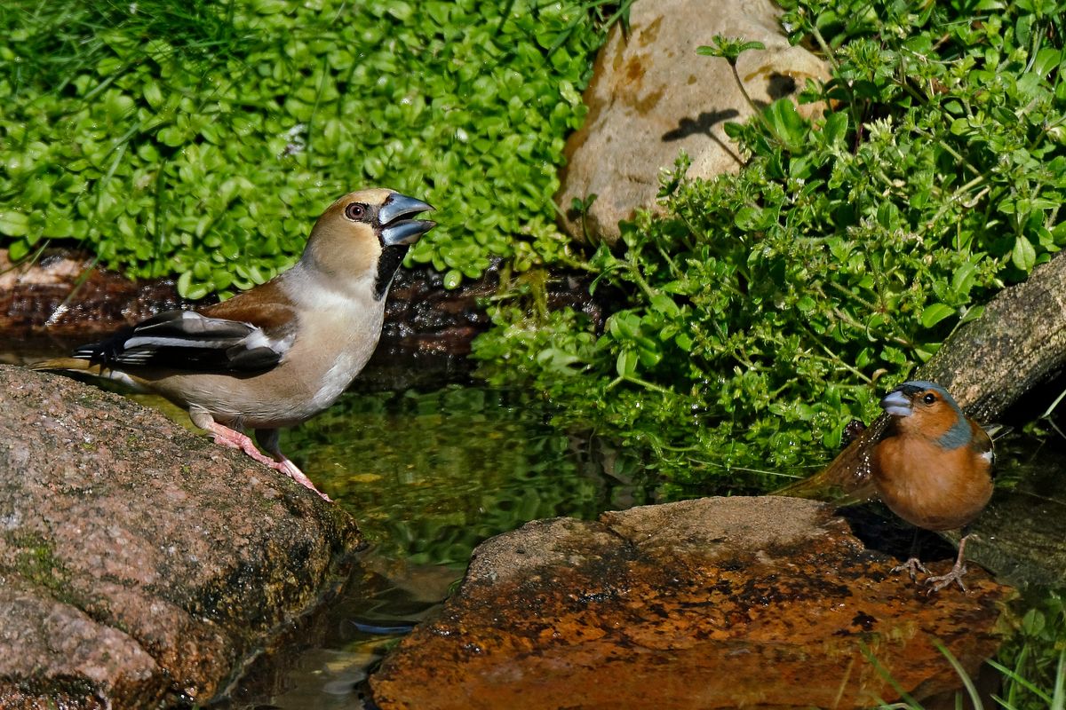 (Coccothraustes coccothraustes) und (Fringilla coelebs)