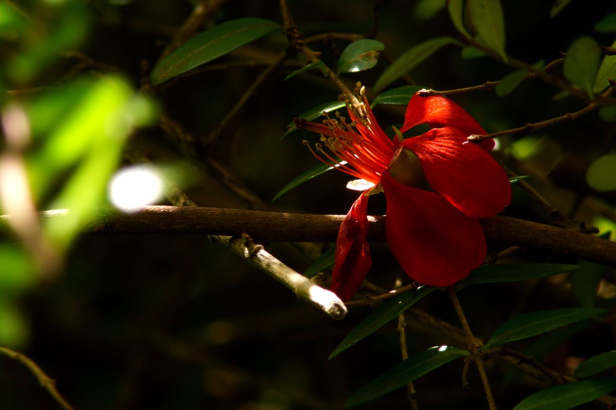 Quittenblüte im Vorgarten