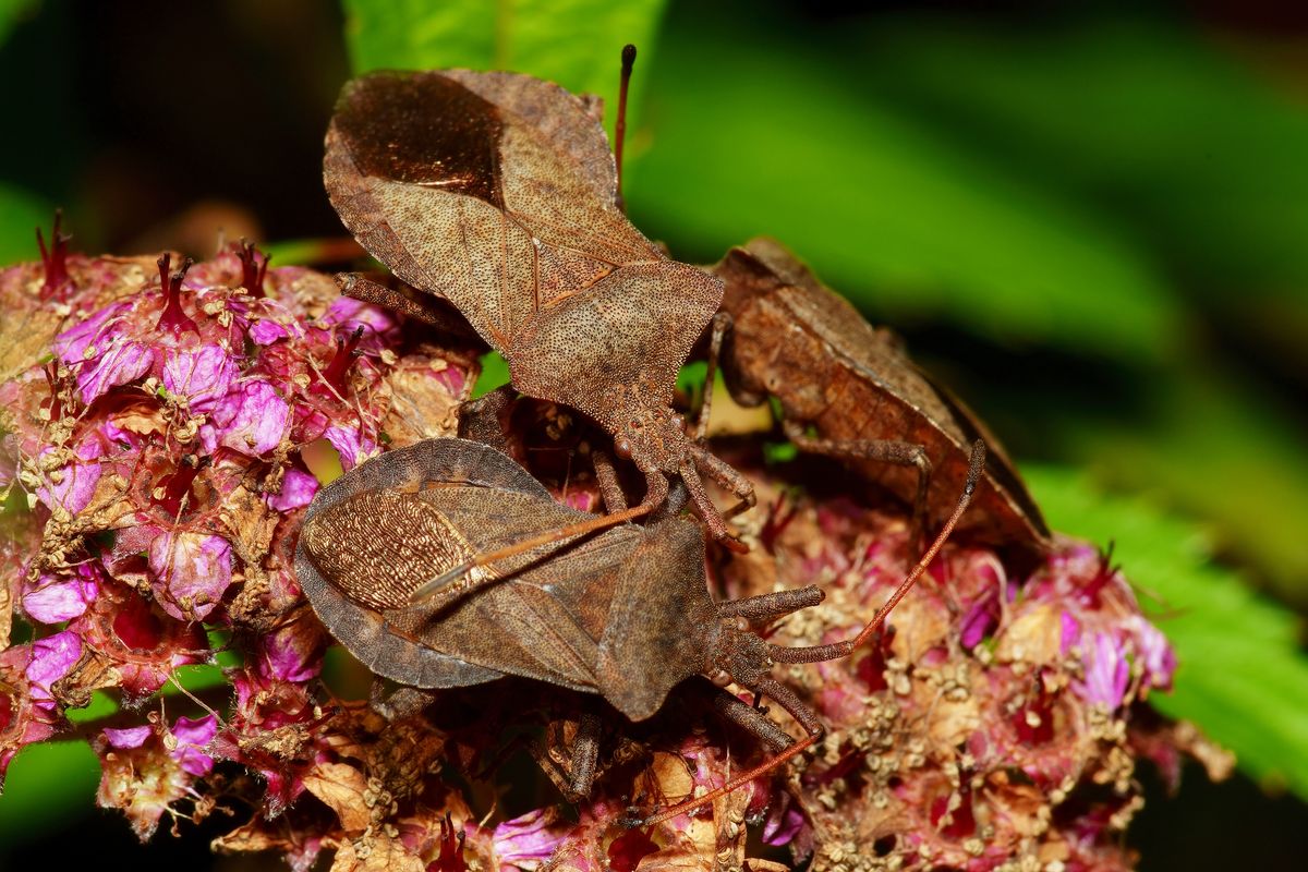 Die Große Randwanze (Coreus marginatus) wird auch Lederwanze oder Saumwanze genannt. Der Name der Randwanzen resultiert aus dem verbreiterten Rand des Hinterleibs.