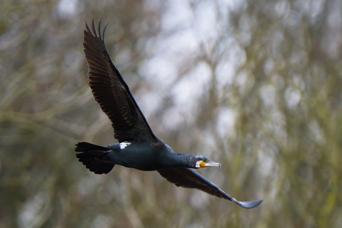 Ein Kormoran über den Dortmund-Ems-Kanal in Emsland, an einen grauen Tag. Autofokus : Schärfepriorität / AF-C / Continuous, Fokusindikator : mehrere grüne Fokusfelder. EXIF : ILCE-1 v1.10, Belichtungsprogramm: S, Verschlusszeit: 1/1250s. Blende F: 6.3, ISO 1250, +/- : -0,70 eV, Das Bild wurde in APS-C / Super 35mm Modus mit einen Sony FE 200–600 mm F5,6–6,3 G bei 600mm aufgenommen ( Entspricht eine Äquivalenten Brennweite von 900mm ), Freihand Aufnahmetechnik