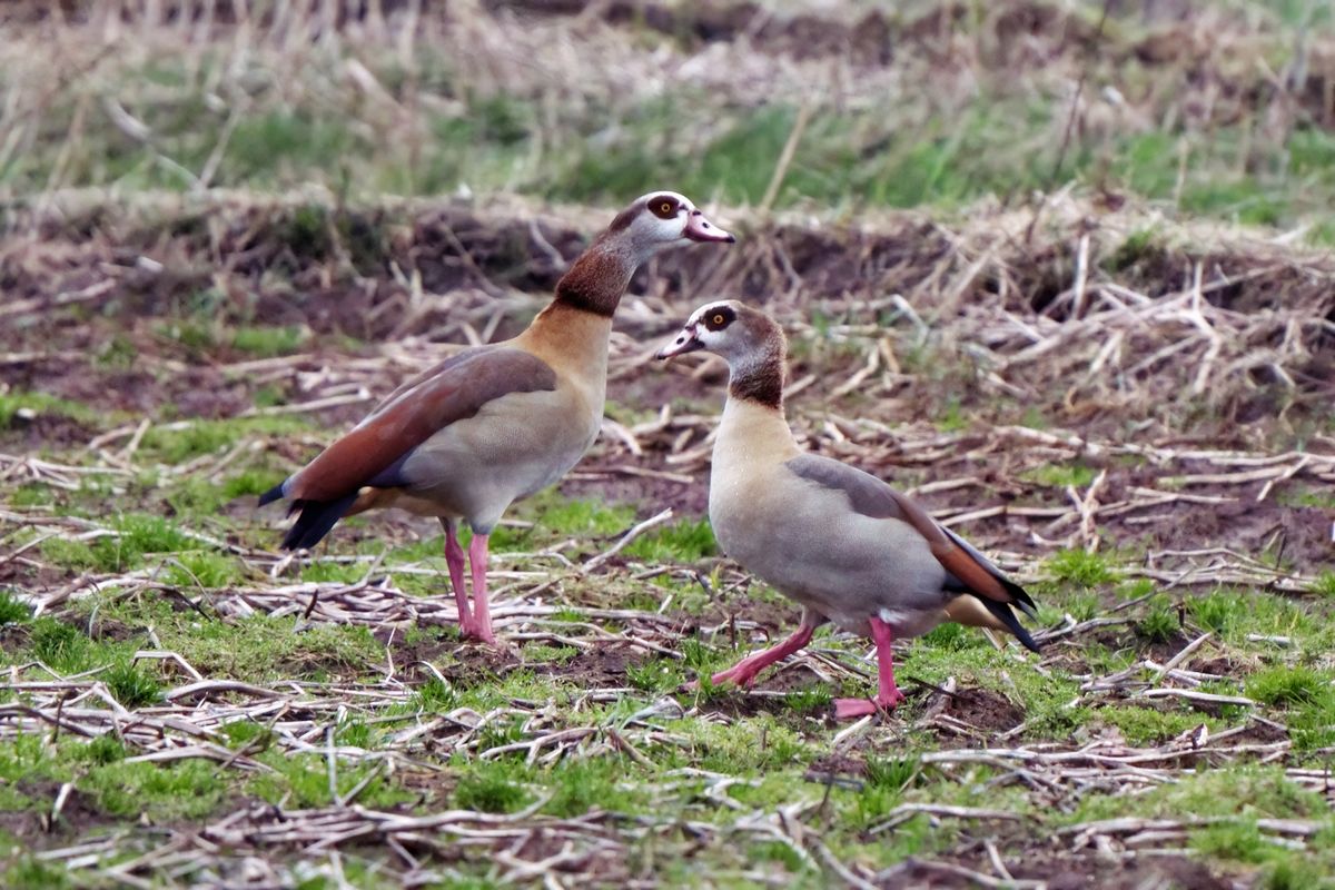 Ein paar Nilgänse in Februar 22, die nicht mehr ins Überwinterungsgebiet nach Afrika geflogen sind.