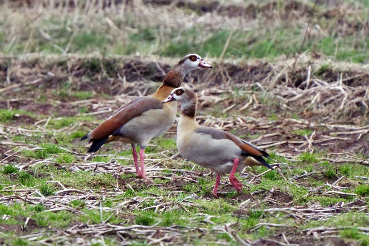 Die Nilgans zählt nicht zur heimischen Vogelwelt Deutschlands. Ihr natürliches Verbreitungsgebiet liegt, wie der Name vermuten lässt in Ägypten entlang des Nils.