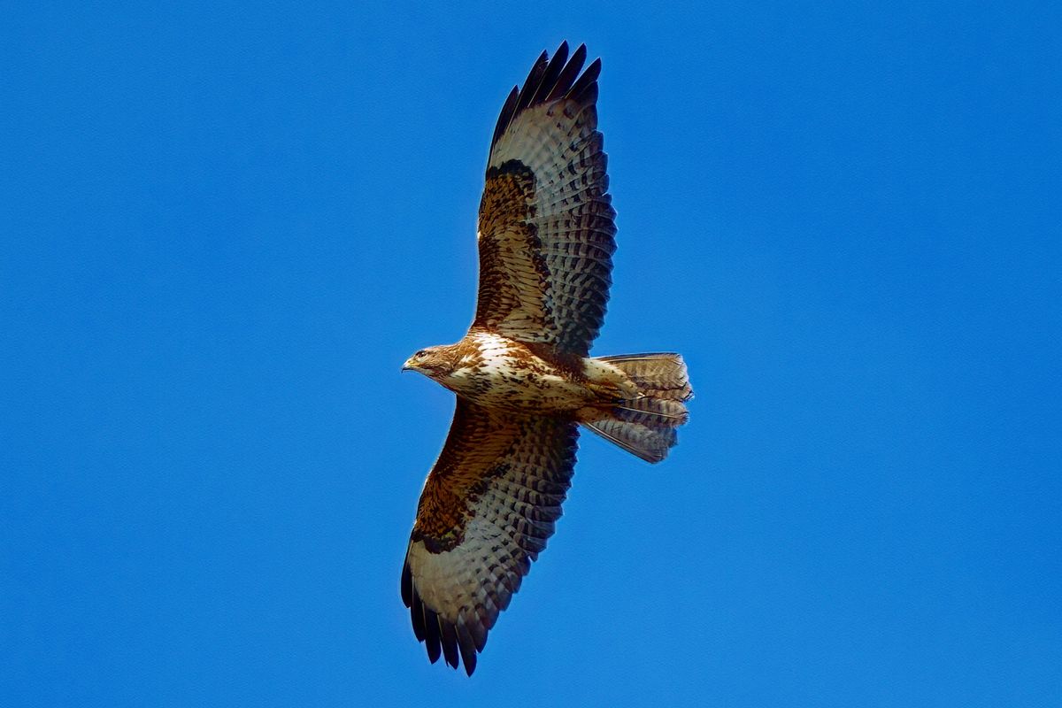 Der Mäusebussard ist der in Mitteleuropa am weitesten verbreitete Greifvogel Art