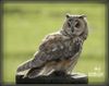 das ist ein Eagel Owl 
Night Raubvögel in der Welt der Unterscheidungskraft Vögel sind von einem starken Gefühl der Vision in der Nacht aus und scheint von der Größe der Augen, einen scharfen Einblick in die allgemeine ernähren sich von Mäusen und Nagetieren und Insekten klar sein, so dass sie den Titel einer saubereren Umwelt und ein freundlicher Landwirt verdient.

In der Eigenschaft einer Person, eine Eule auf den ersten Blick unterscheiden, den Kopf hoch, Breitband-und Federn Band ru [..]