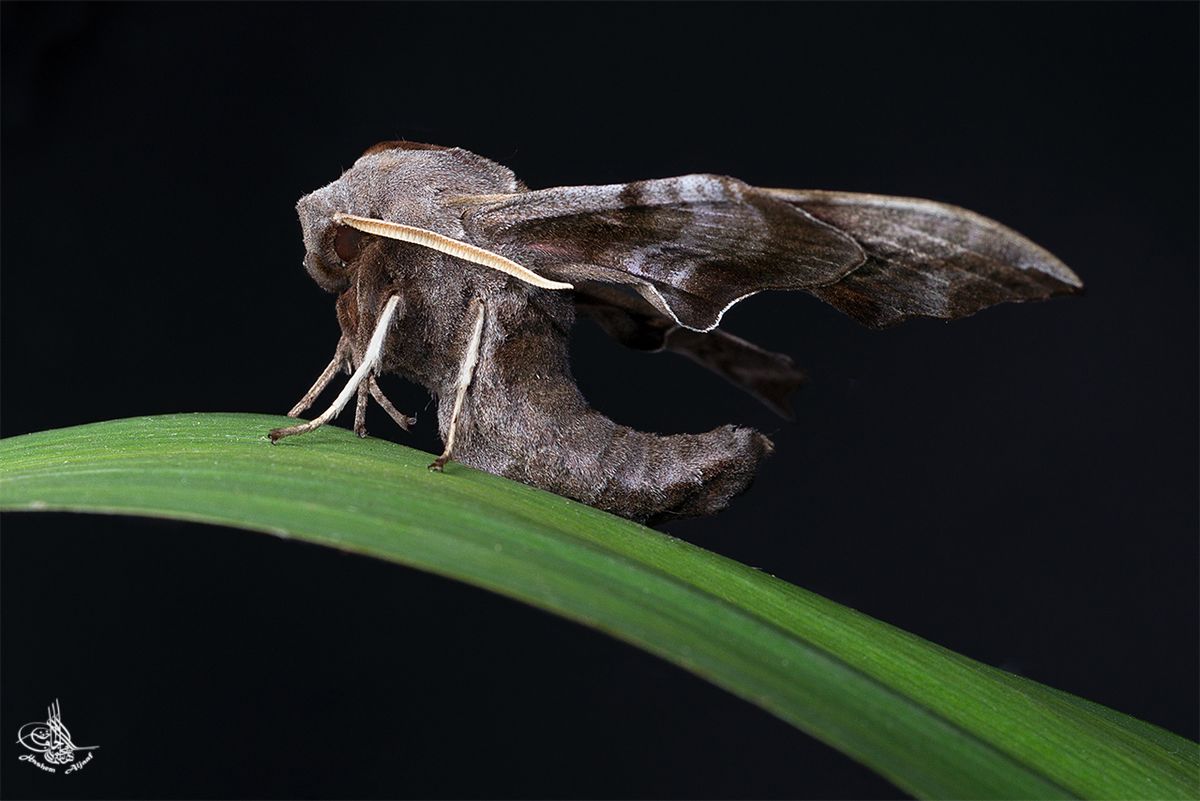 Lindenschwärmer (Mimas tiliae)