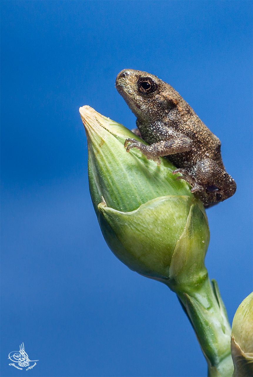 Eine sehr kleine Frosch nicht mall 030mm