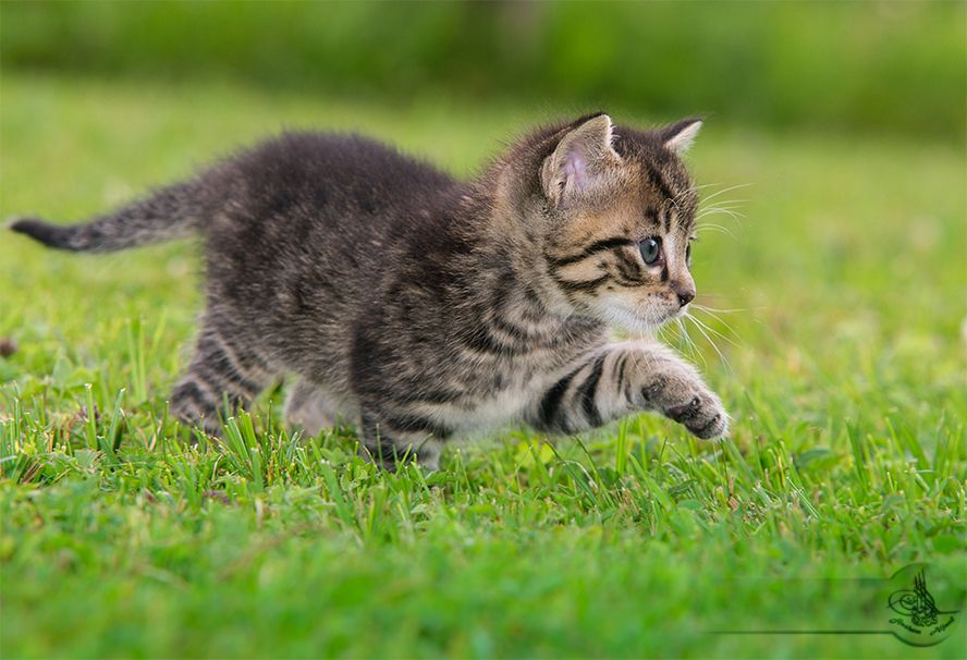 nach Jürgen(Jotel) hat erinnerte mich an die kleinen bei Familia Höfner ich war heuet doto und habe ich die 2 kleine gesehen die waren so süßßß ,neturlicht ohne par schottin habe niocht die ort verlassen ;-))