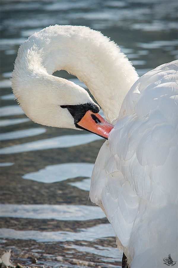 ich liebe dieses wunder schöens Stolz tier und beobachte sie immer und mit jeder bewegeung oder in jeder seiter sieht wunder schön und sehr intersant