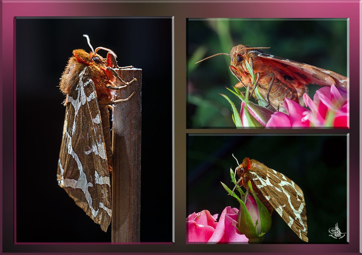 mal wieder habe ich ein Glück das kleine  (Schmetterling) zu sehen .