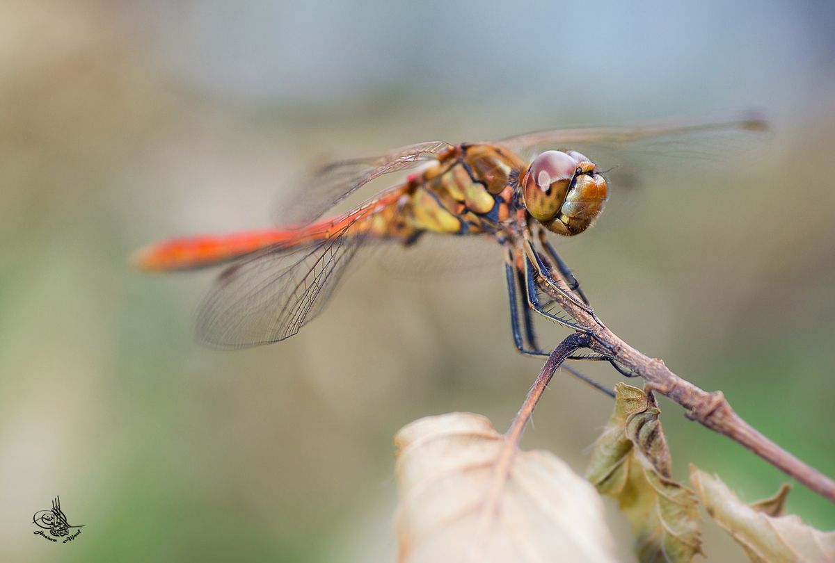 Große Heidelibelle mit orginal Grüße