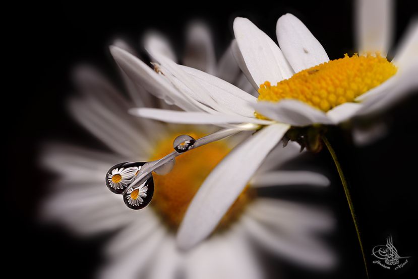 DSC03494.Hashem Aljaaf.jpg