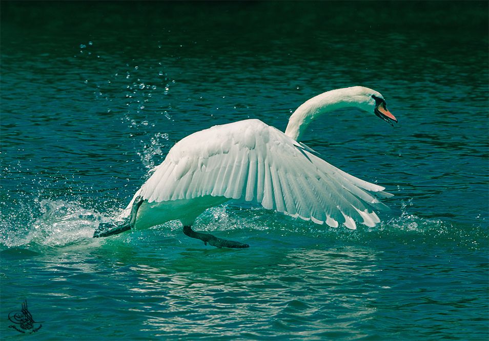 mal wieder habe ich par aufnahme für mein liebleges Vögel. Seekirchen /Austrai