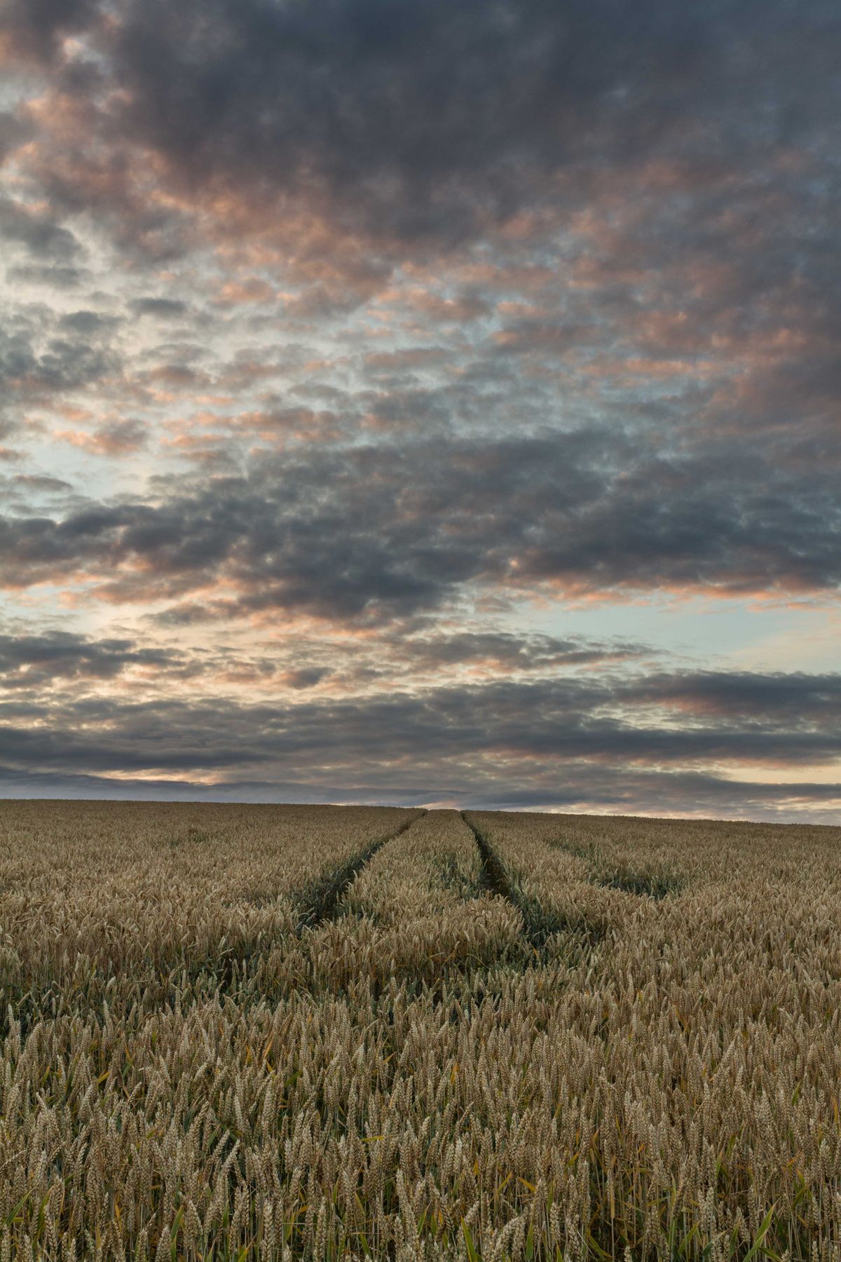 Sunset over barley fields Perthshire Scotland