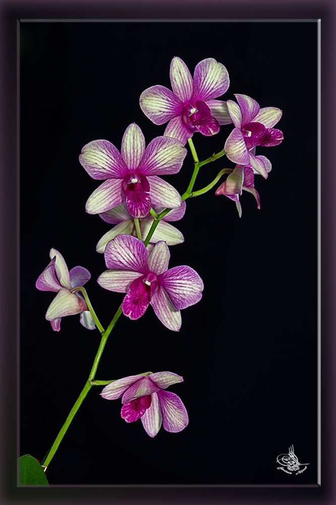 Dendrobien leben überwiegend epiphytisch, vor allem auf Bäumen, gelegentlich auch lithophytisch (also auf Felsen). Sie besiedeln unterschiedliche Lebensräume auf dem südostasiatischen Festland, den Philippinen, Borneo, Australien, Neu-Guinea und Neuseeland. Sie haben sich dort an eine Vielzahl von Lebensräumen angepasst, die von den Höhenlagen des Himalaya bis zu tropischen Tieflandregenwäldern reichen, und sogar das trockene Klima des Landesinneren von Australien umfassen.