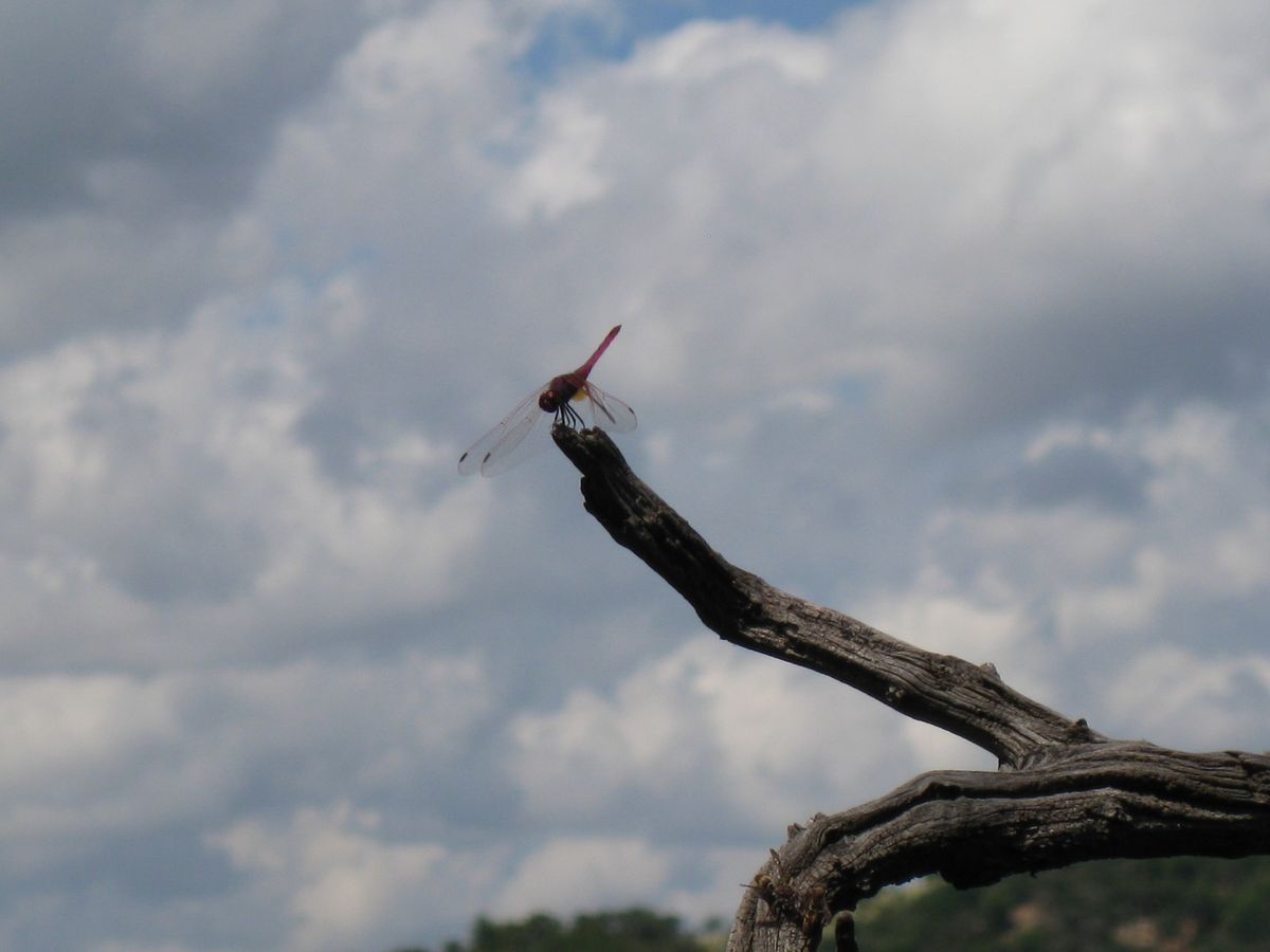 Dragonfly, Pilanesberg National Park, South Africa