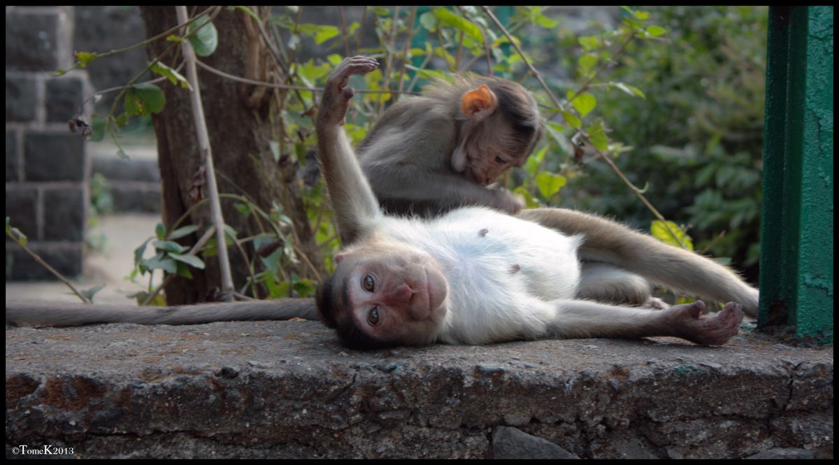 Monkeys in India