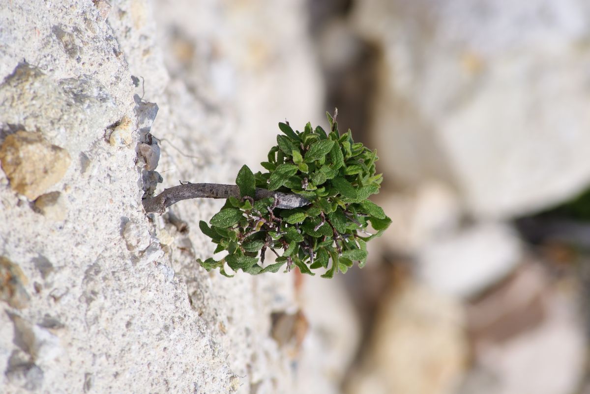 This little tree was near the top of a volcano in greece, not bigger then 4cm big. 